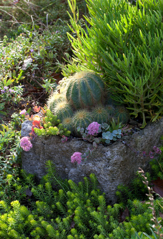 Sedum 'Ogon'