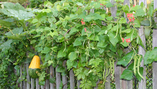 'Lunch Lady' gourd