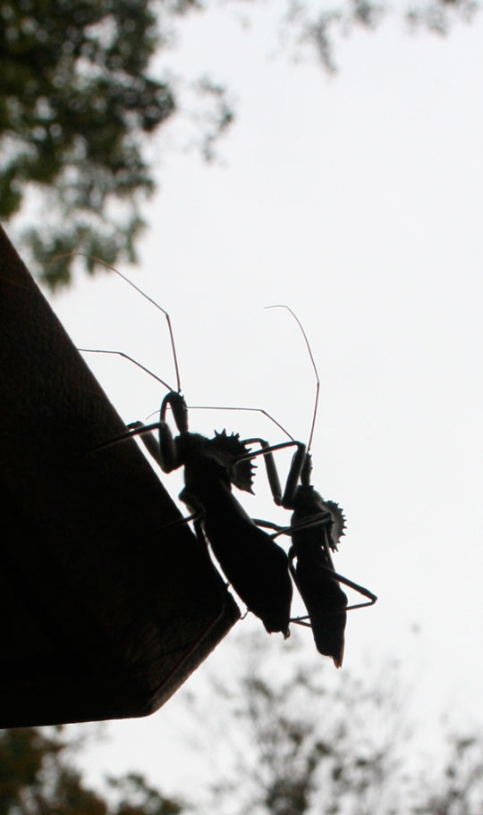 Two Wheel Bugs