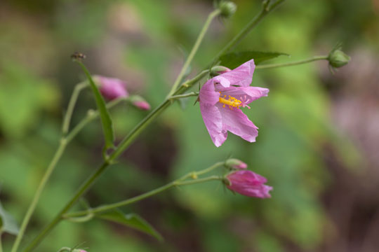 Kosteletzkya virginica