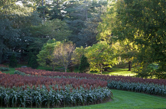 Red Dwarf Grain Sorghum