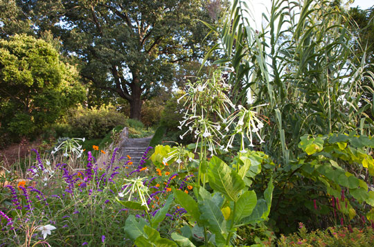 Tennis Court Garden