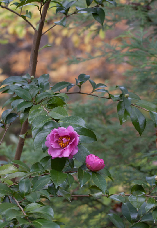 Camellia 'Winter's Joy'