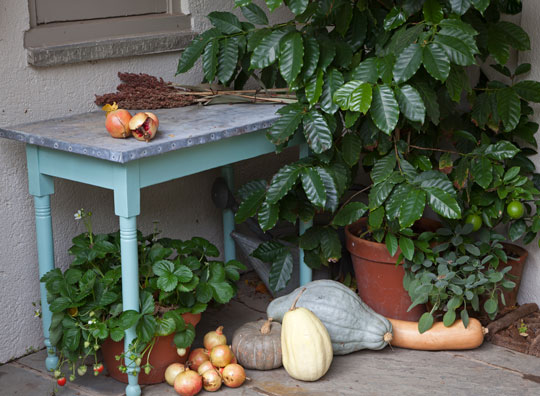 The Kitchen Courtyard