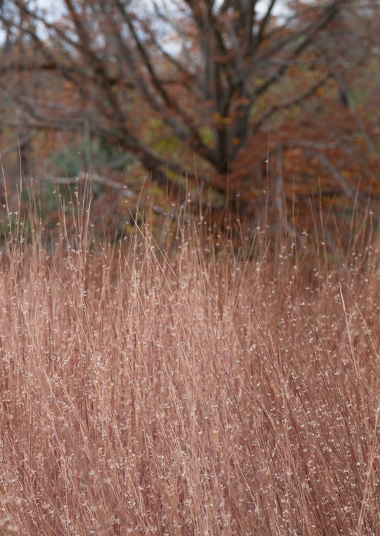 Schizachyrium scoparium 'Blue Heaven'
