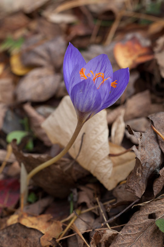 Crocus speciosus 'Oxonian'