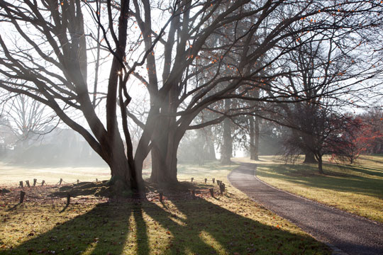 Cercidyphyllum japonicum