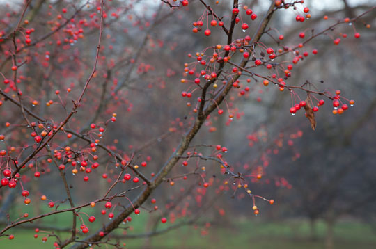 Malus [Red Jewel] 'Jewelcole'