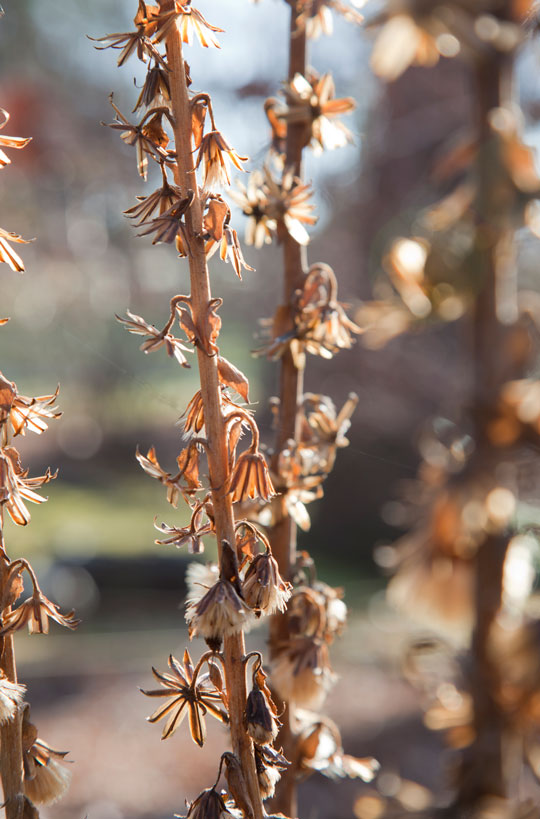 Ligularia fisheri