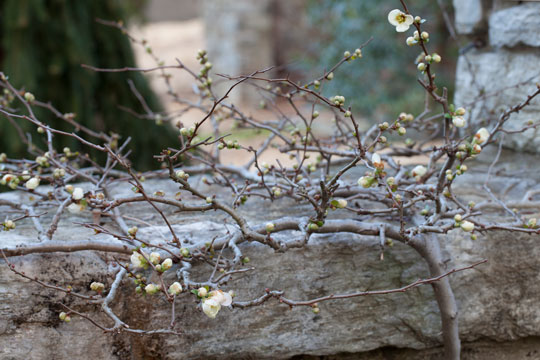 Chaenomeles speciosa 'Jet Trail'