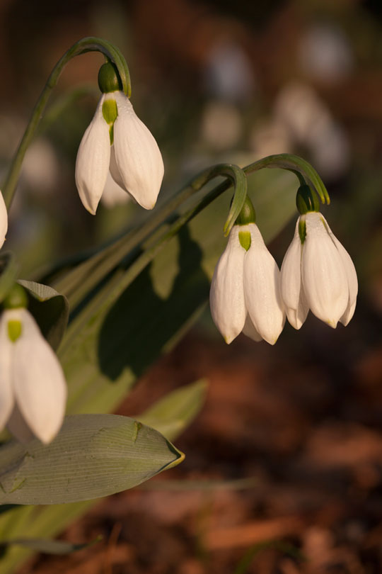 Galanthus elwesii