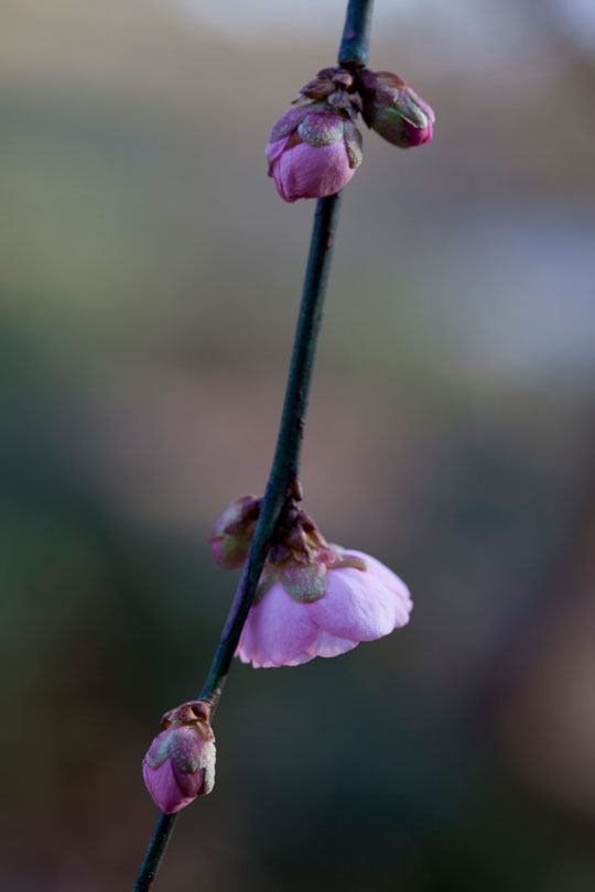 Prunus mume 'W.B. Clarke'