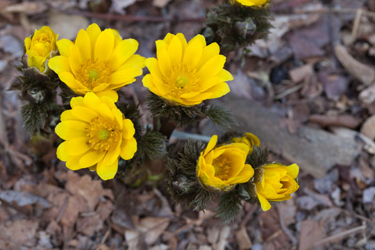 Adonis amurensis 'Fukijakai'