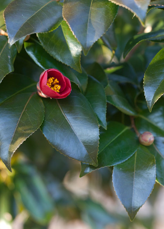 Camellia japonica