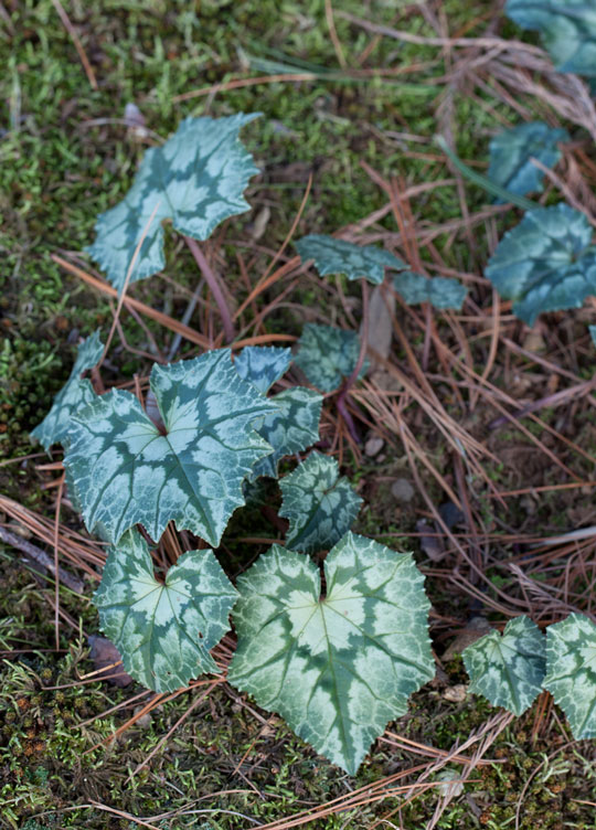 Cyclamen hederifolium