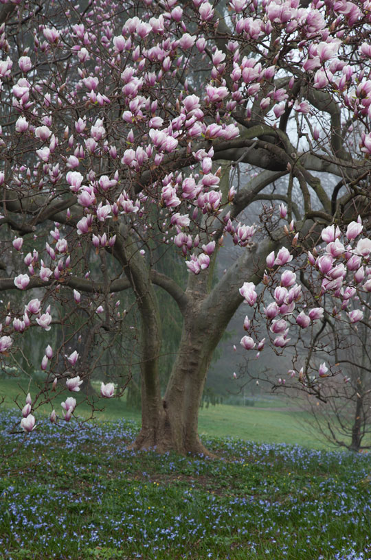 Magnolia soulangiana