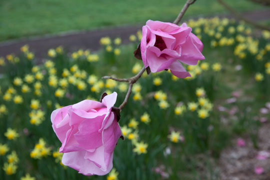 Magnolia 'Caerhays Belle'