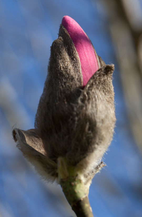 Magnolia 'Caerhays Belle'