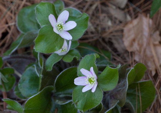 Hepatica maxima