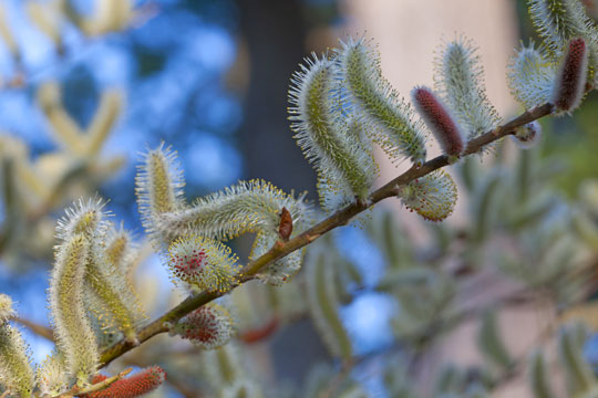 Salix chaenomeloides