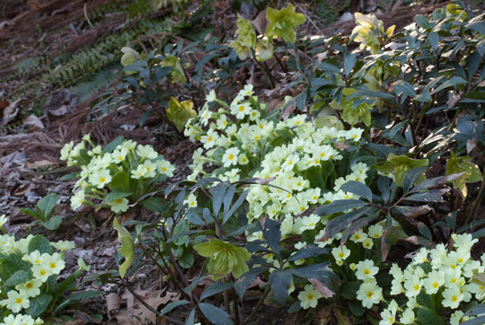 Primula vulgaris 'Hose in hose'