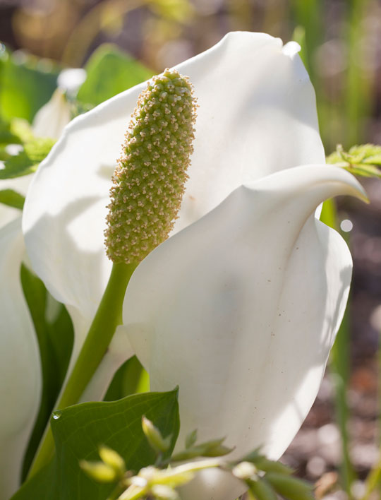 Lysichiton camtschatcense