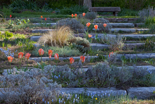 Tulipa 'Orange Emperor'