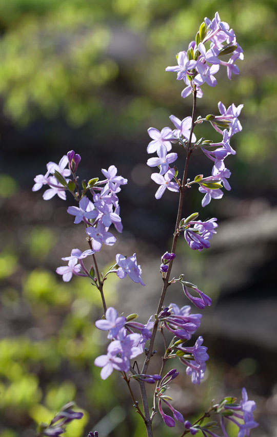 Daphne genkwa