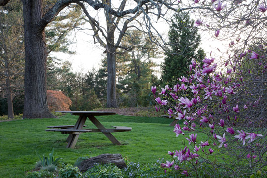 Magnolia 'Randy'