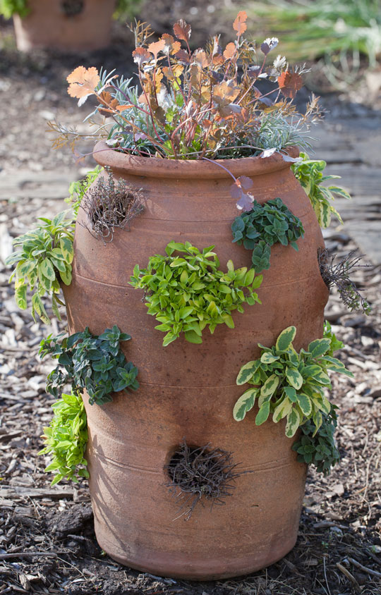 Strawberry jar