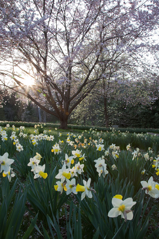Narcissus Bravoure