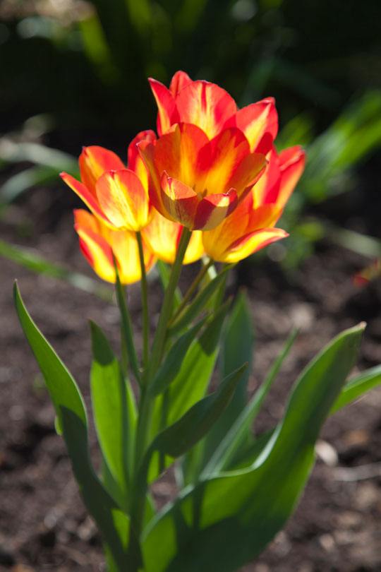 Tulip 'Florette'