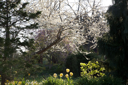 Cercis canadensis ''Alba'