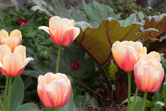 Tulip 'Marit'