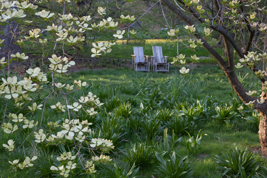 Cornus 'Rutdam'