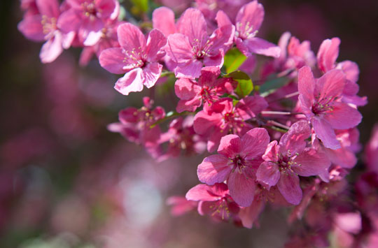 Malus 'Prarie Fire'