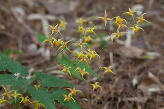 Epimedium 'Amber Queen'