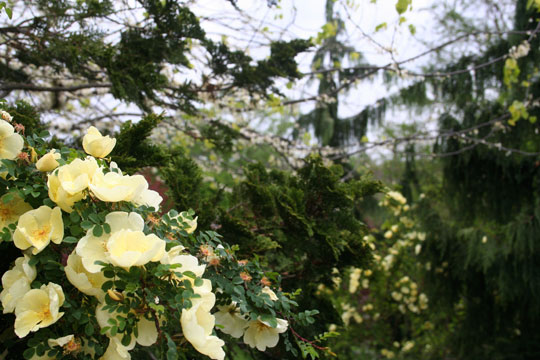 Rosa hugonis