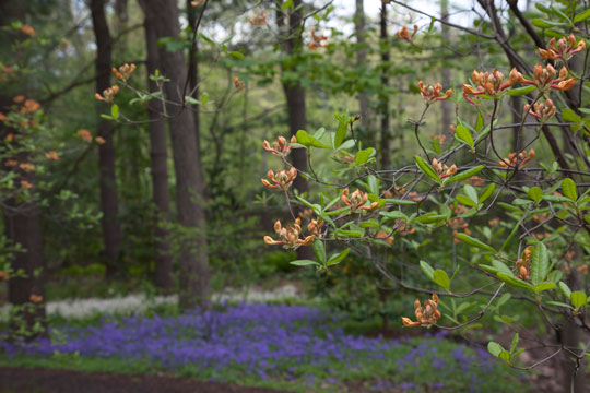 Rhododendron austrinum