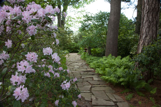 Rhododendron 'Windbeam'