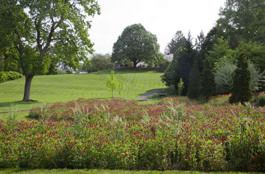 Crimson Clover