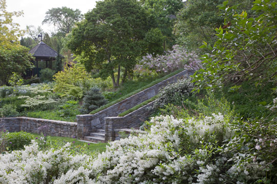Deutzia gracillis