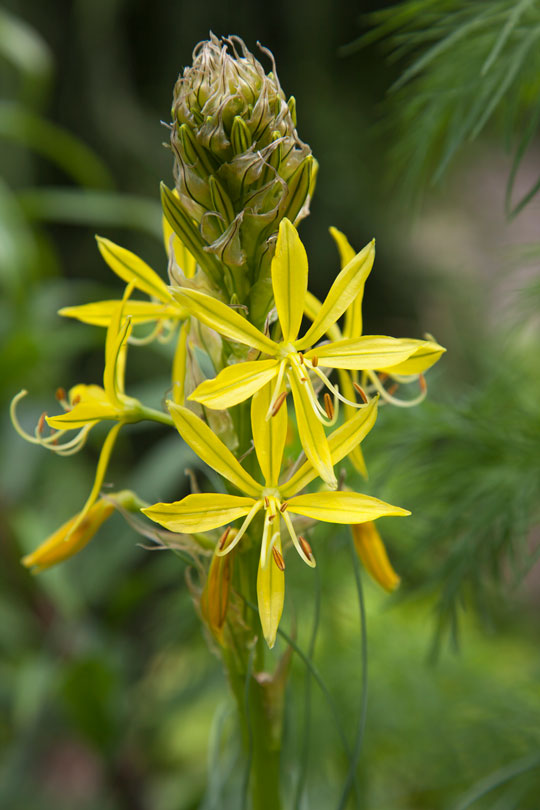 Asphodeline lutea