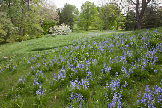 Hyacinthoides hispanica