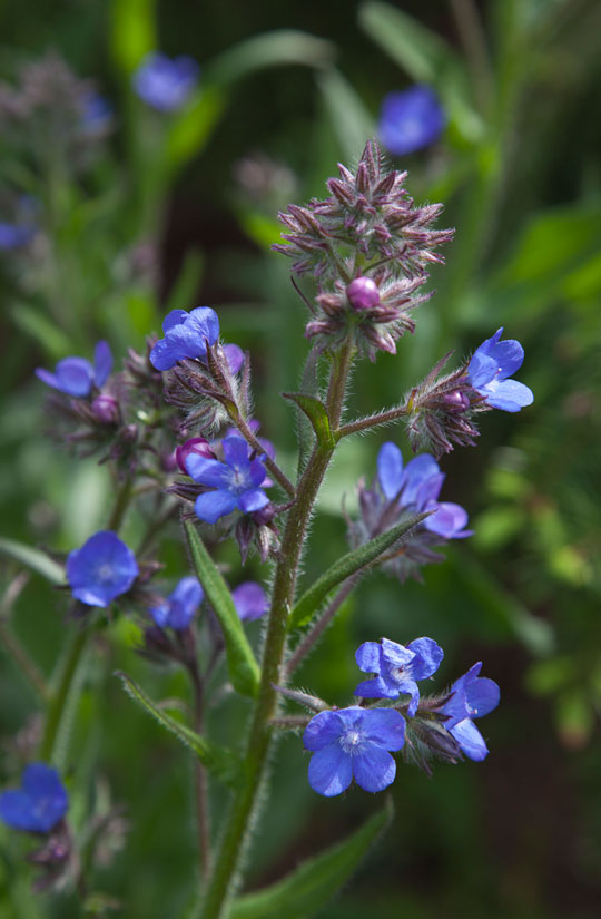 Anchusa azurea