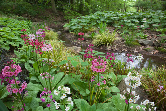 Primula japonica