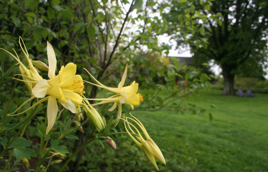 Aquilegia chrysantha 'Denver Gold'