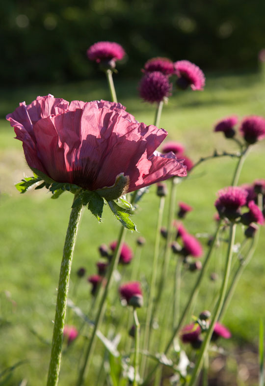 Papaver orientale 'Patty's Plum'