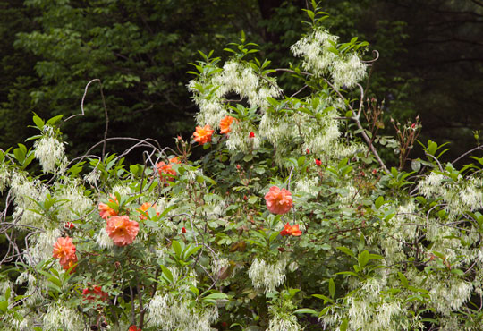 Rosa 'Korwest'