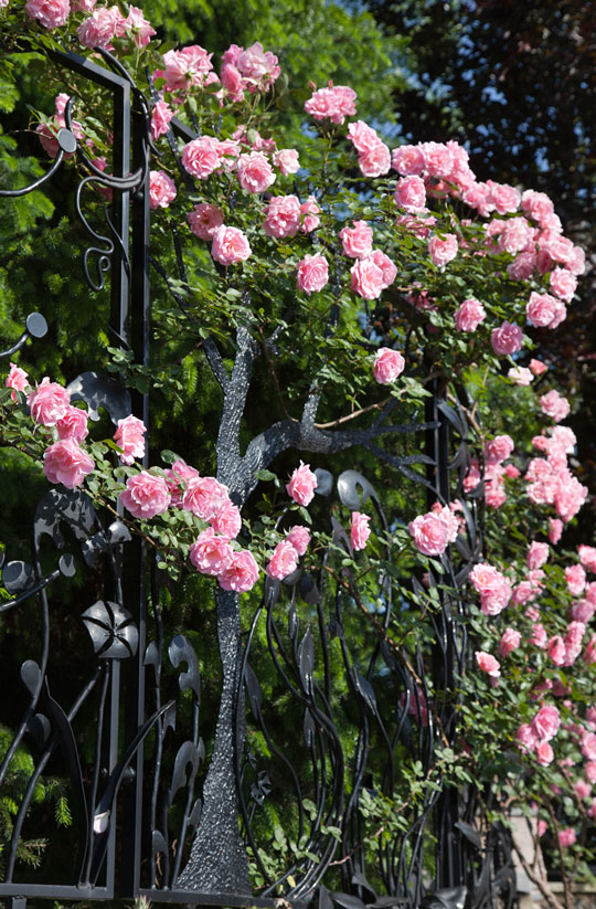 Rosa 'Silver Moon'